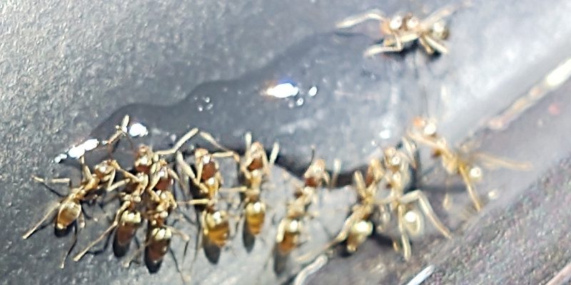 Ant Control in Tallapoosa, Georgia