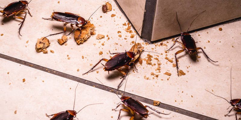 Cockroach Removal in Tallapoosa, Georgia