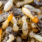 Termite Control in Tallapoosa, Georgia