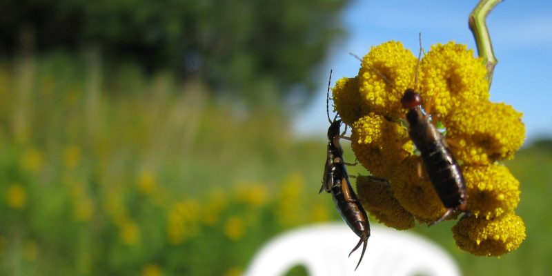 Earwig Control in Tallapoosa, Georgia