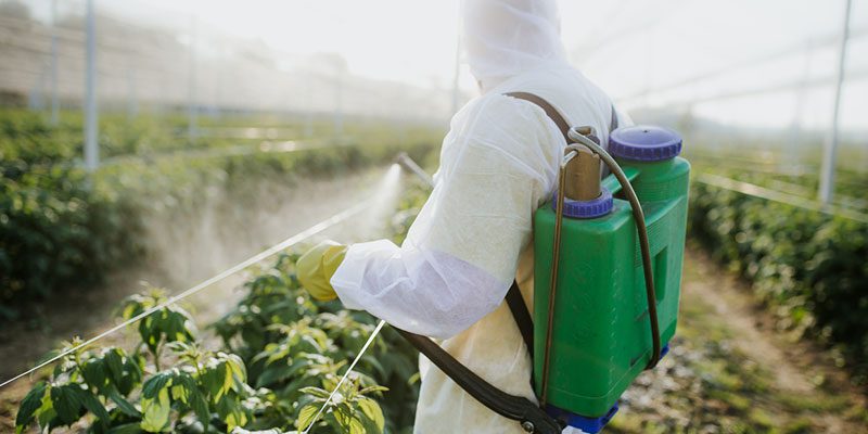 What to Look for in a Pest Control Company