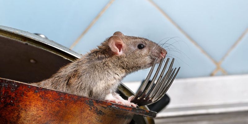 Pest Removal in Tallapoosa, Georgia