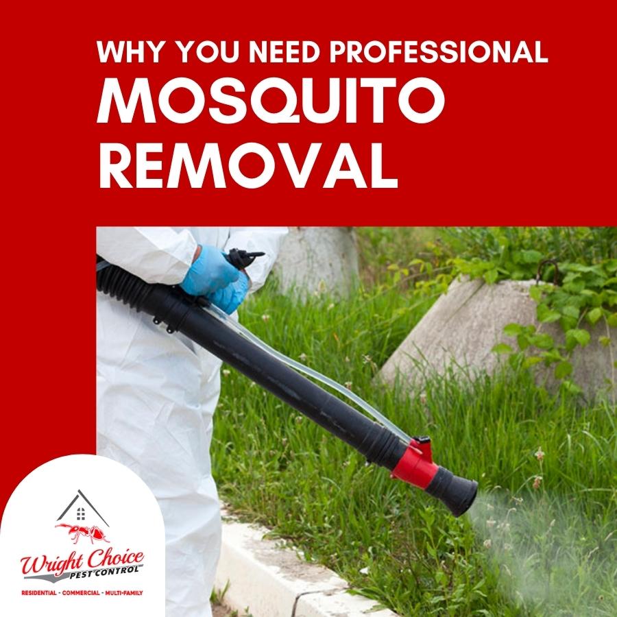 Why You Need Professional Mosquito Removal