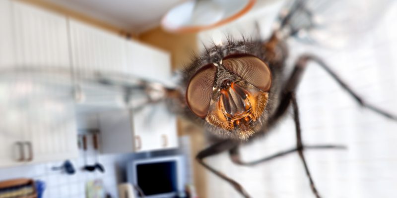 Fly Control in Tallapoosa, Georgia