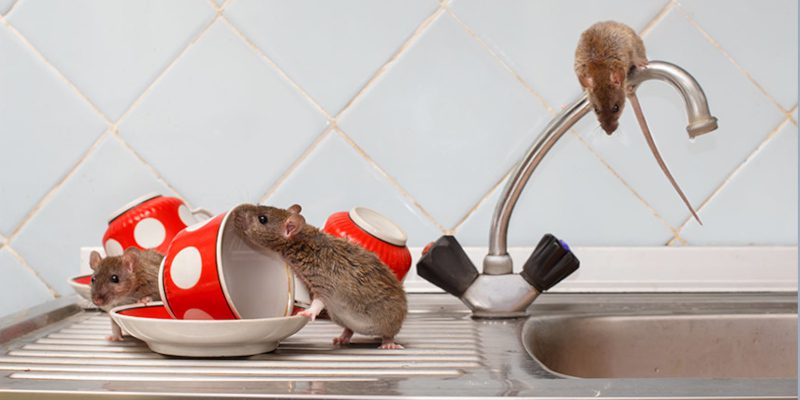 Rodent Removal in Tallapoosa, Georgia