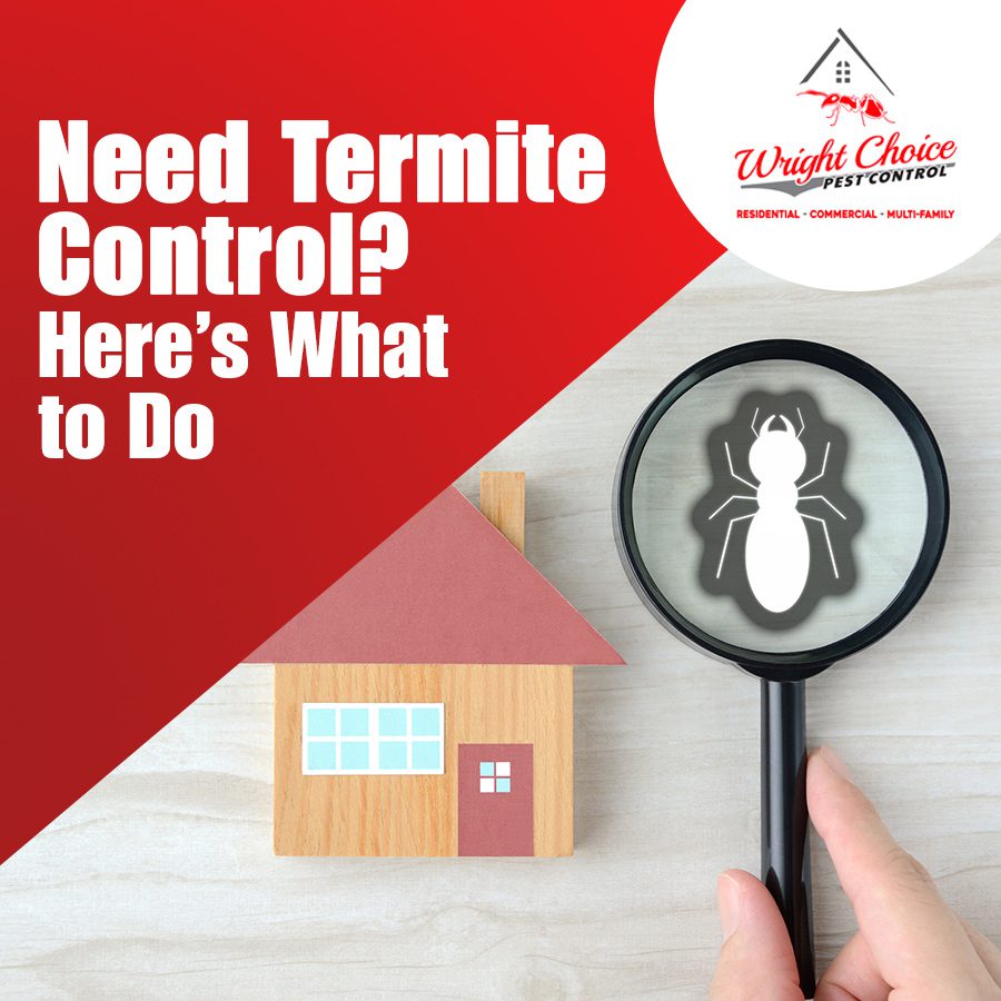 Need Termite Control? Here’s What to Do