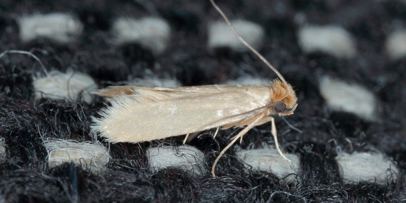 Simple Moth Control Tips to Save Your Clothes