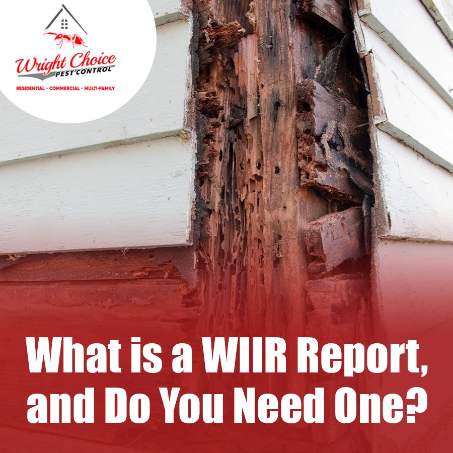 What is a WIIR Report, and Do You Need One?