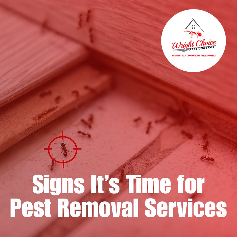 Signs It’s Time for Pest Removal Services