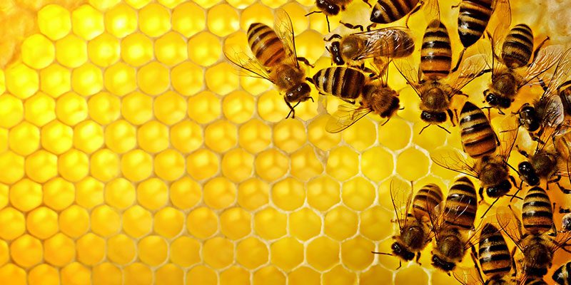 Why Bee Control is Important