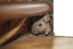 What Are the Safest Mouse Control Methods?