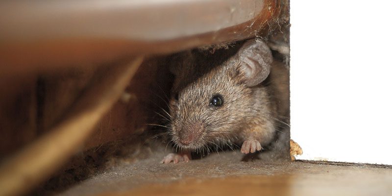 What Are the Safest Mouse Control Methods? 