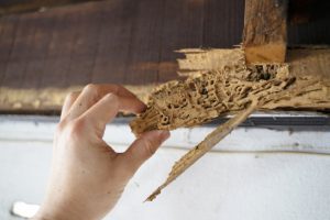 How to Protect Your Home From Termites