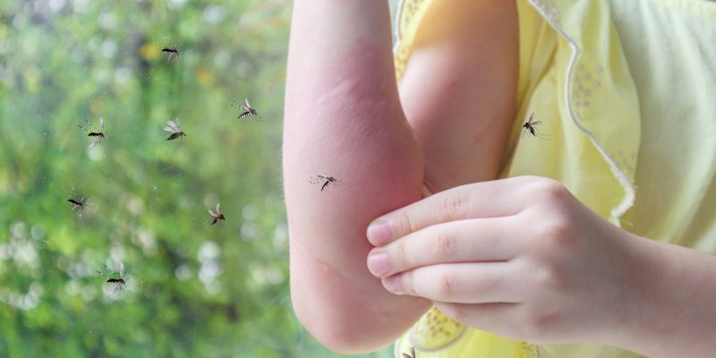 Top Reasons to Hire Mosquito Control Services