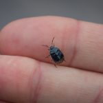 Bed Bug Control in Tallapoosa, Georgia