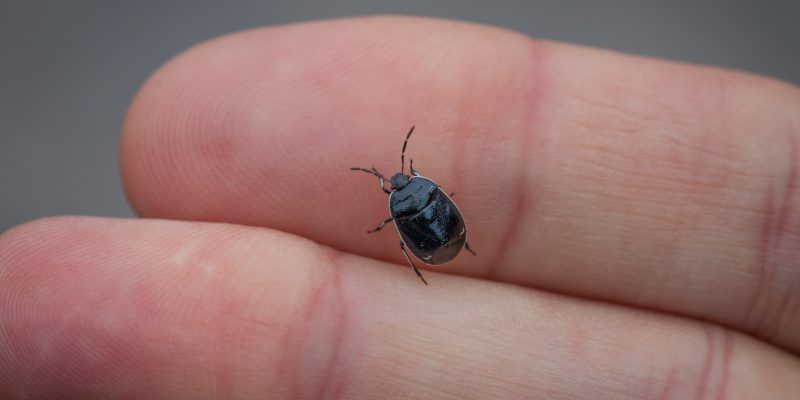 Bed Bug Control in Bremen, Georgia