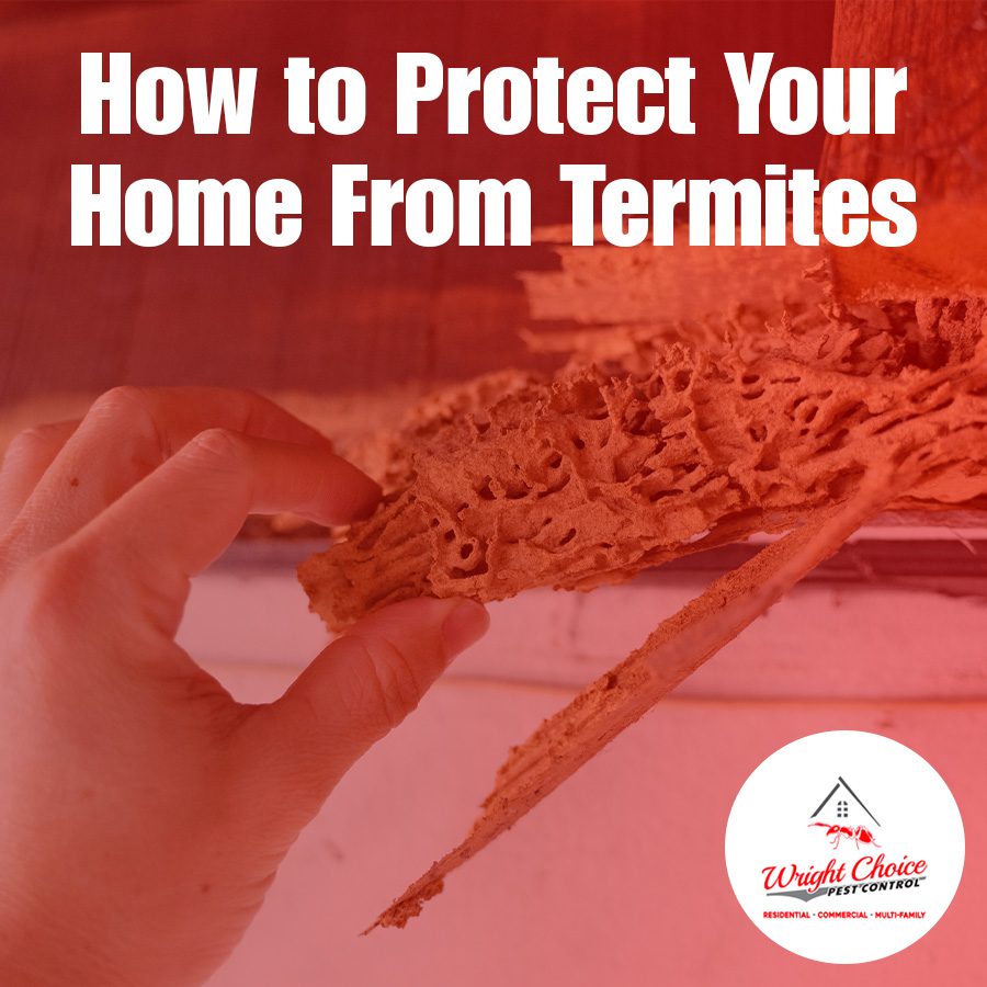 How to Protect Your Home From Termites