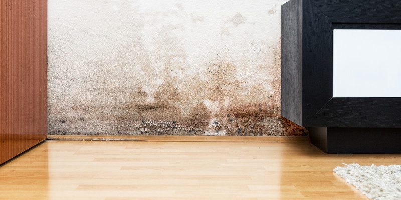 Mold Damage in Tallapoosa, Georgia