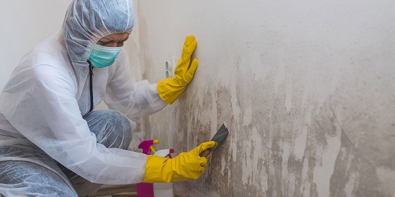 Common Signs That You May Need Mold Remediation