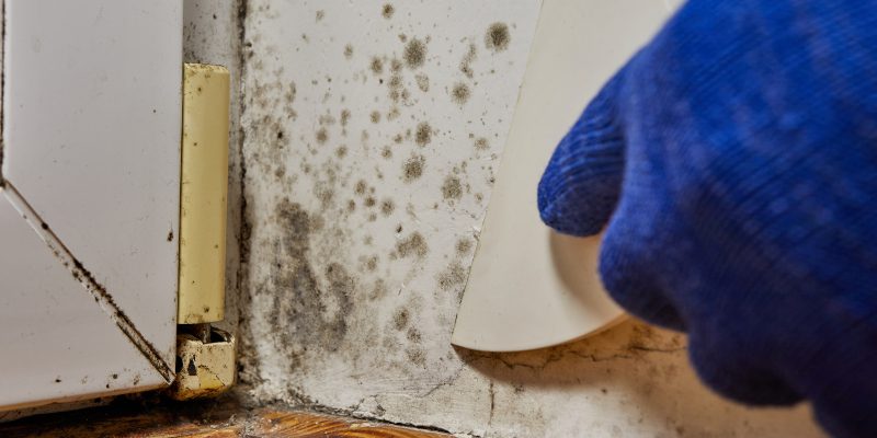 Mold Remediation in Tallapoosa, Georgia