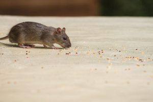 Rodent Control: What to do When You Have a Mouse Problem