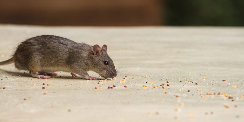 Rodent Control: What to do When You Have a Mouse Problem