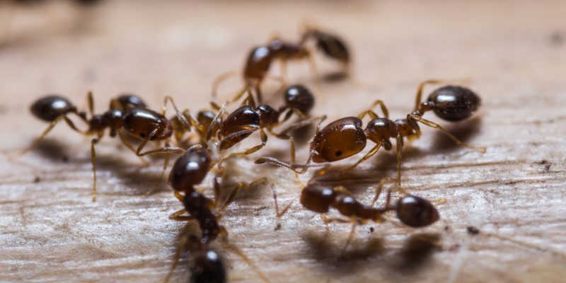 Ant Removal in Tallapoosa, Georgia