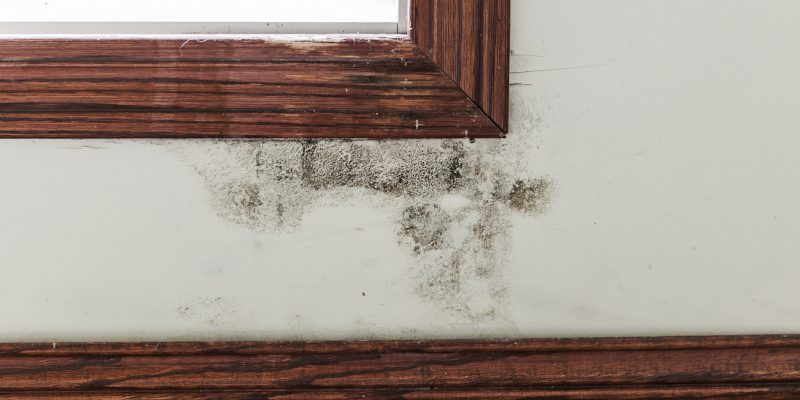 Mold Repair in Tallapoosa, Georgia