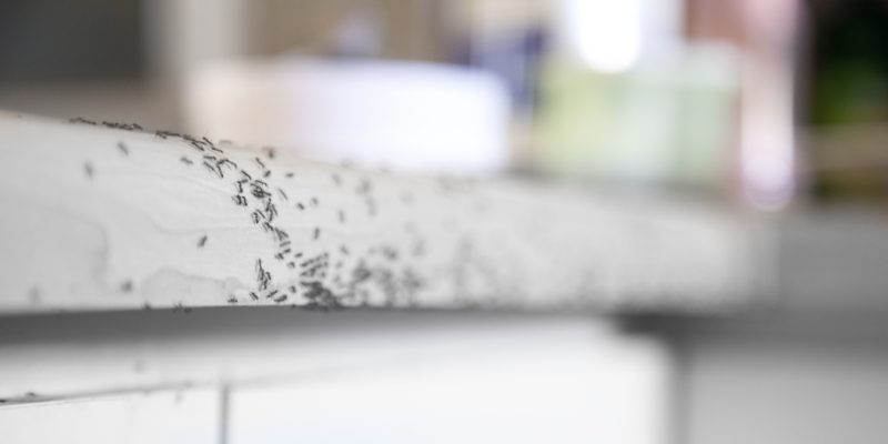 Is Ant Removal a Necessary Service?