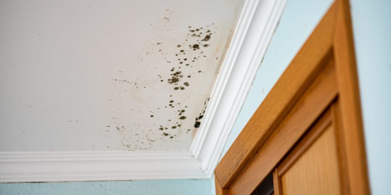 3 Signs of Mold Damage You Shouldn’t Ignore