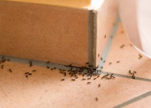 Why Your DIY Pest Control Efforts Don’t Work