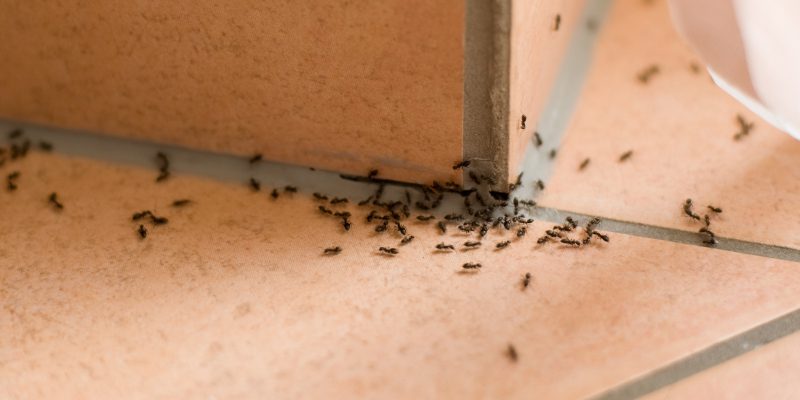 Why Your DIY Pest Control Efforts Don’t Work