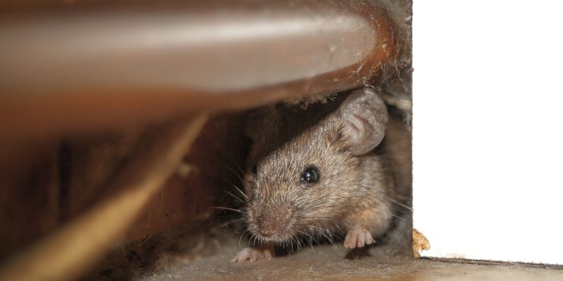 Do You Need Mouse Removal Services?