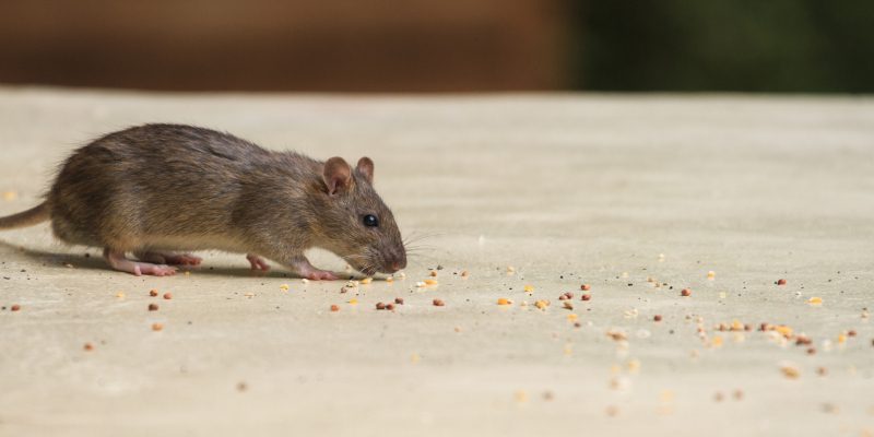Rat Control in Tallapoosa, Georgia