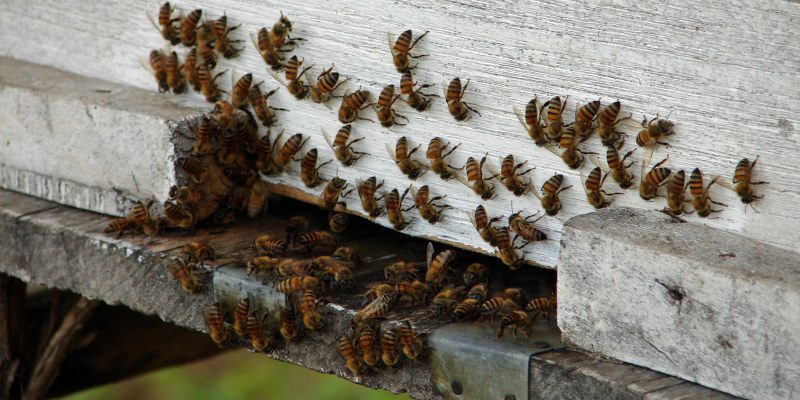 Bee Removal in Tallapoosa, Georgia