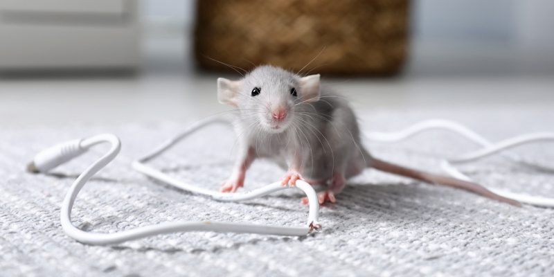 Rat Removal in Tallapoosa, Georgia