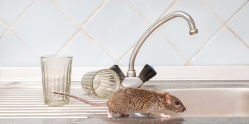 Mouse Removal in Tallapoosa, Georgia