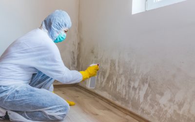 What to Expect During Mold Remediation