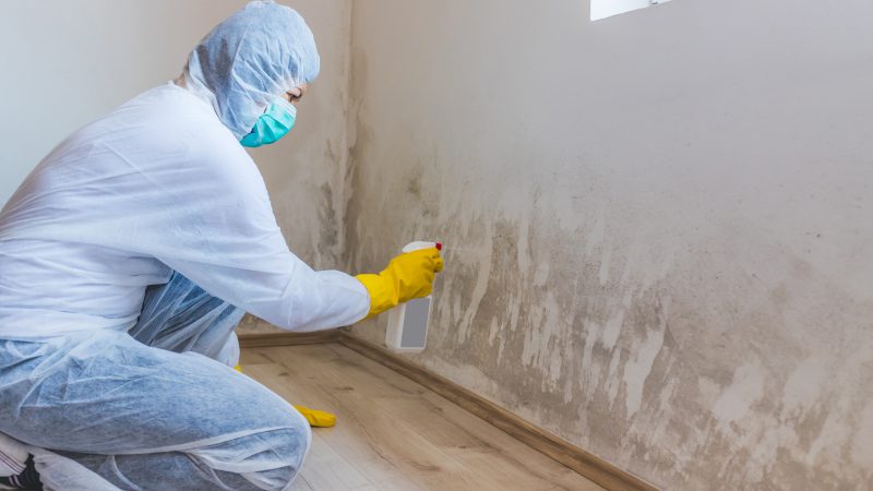 What to Expect During Mold Remediation