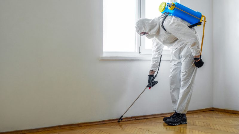 3 Types of Termite Treatment