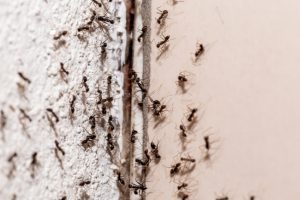 Is Professional Ant Control Necessary?