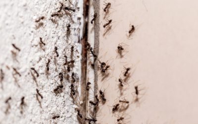 Is Professional Ant Control Necessary?