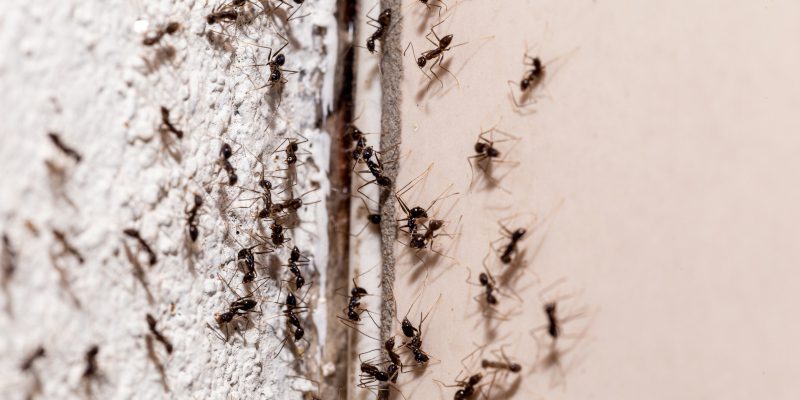 Is Professional Ant Control Necessary?