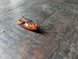 Why You Should Hire Professional Pest Control Services for Cockroach Removal Why You Should Hire Professional Pest Control Services for Cockroach Removal