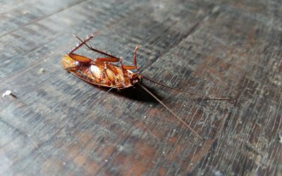 Why You Should Hire Professional Pest Control Services for Cockroach Removal