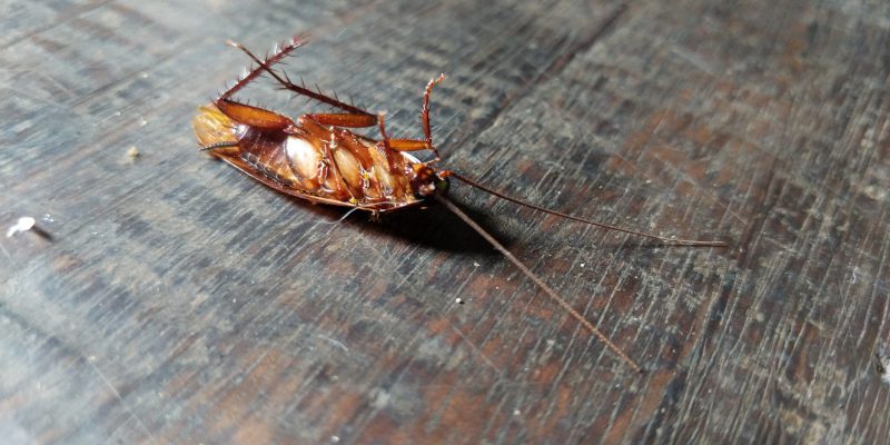 Why You Should Hire Professional Pest Control Services for Cockroach Removal