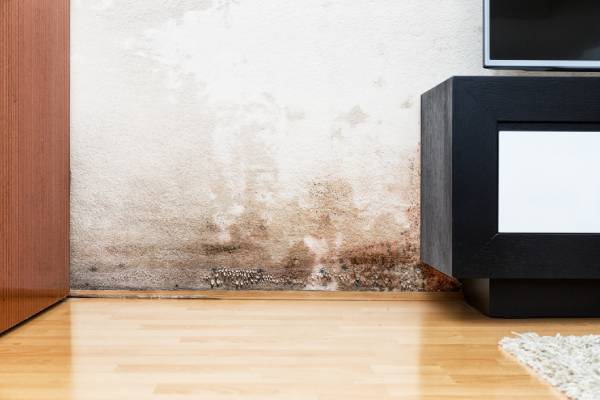 Water & Mold Damage