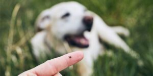 Why You Should Consider Tick Control Services