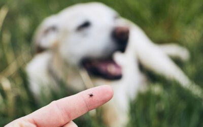 Why You Should Consider Tick Control Services
