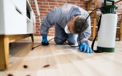How to Choose the Right Commercial Pest Control Company